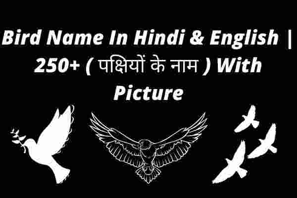 Bird Name In Hindi & English 250+ ( पक्षियों के नाम ) With Picture