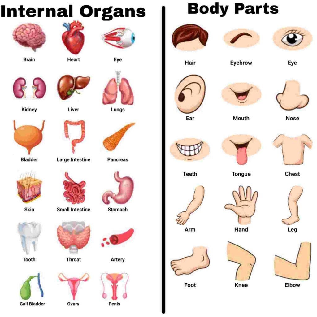 Body Parts Name In Hindi & English Internal Organs name