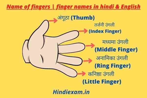 Name of fingers finger names in hindi & English ( उंगलियों के नान )
