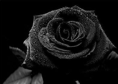 Gulab ka Phool ( गुलाब का फूल ) | गुलाब के फूल सभी प्रकार | Photo